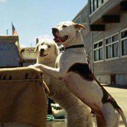 Homeward Bound II: Lost in San Francisco - galeria zdjęć - filmweb