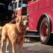 Homeward Bound II: Lost in San Francisco - galeria zdjęć - filmweb