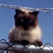 Homeward Bound II: Lost in San Francisco - galeria zdjęć - filmweb