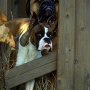 Homeward Bound II: Lost in San Francisco - galeria zdjęć - filmweb