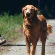 Homeward Bound II: Lost in San Francisco - galeria zdjęć - filmweb