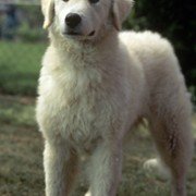 Homeward Bound II: Lost in San Francisco - galeria zdjęć - filmweb