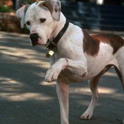 Homeward Bound II: Lost in San Francisco - galeria zdjęć - filmweb