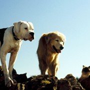 Homeward Bound: The Incredible Journey - galeria zdjęć - filmweb