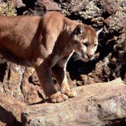 Homeward Bound: The Incredible Journey - galeria zdjęć - filmweb