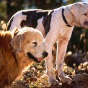 Homeward Bound: The Incredible Journey - galeria zdjęć - filmweb