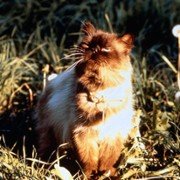 Homeward Bound: The Incredible Journey - galeria zdjęć - filmweb