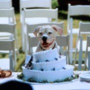 Homeward Bound: The Incredible Journey - galeria zdjęć - filmweb