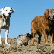 Homeward Bound: The Incredible Journey - galeria zdjęć - filmweb
