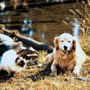 Homeward Bound: The Incredible Journey - galeria zdjęć - filmweb