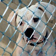 Homeward Bound: The Incredible Journey - galeria zdjęć - filmweb