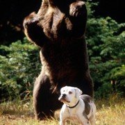 Homeward Bound: The Incredible Journey - galeria zdjęć - filmweb