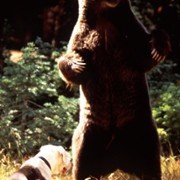 Homeward Bound: The Incredible Journey - galeria zdjęć - filmweb