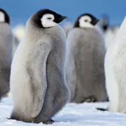 Secrets of the Penguins - galeria zdjęć - filmweb