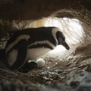 Secrets of the Penguins - galeria zdjęć - filmweb