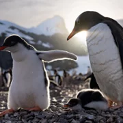 Secrets of the Penguins - galeria zdjęć - filmweb