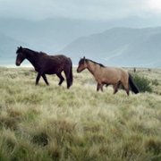 Magiczne Andy - galeria zdjęć - filmweb