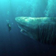 The Meg - galeria zdjęć - filmweb