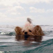 The Meg - galeria zdjęć - filmweb
