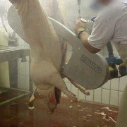 Im Namen der Tiere - galeria zdjęć - filmweb
