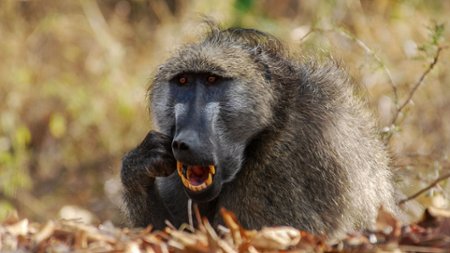 Sezon 5 Odcinek 2 Zab&oacute;jcze kły
