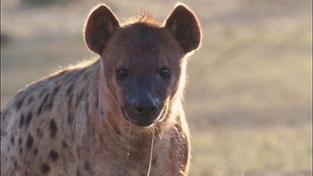 Sezon 6 Odcinek 1 Oportuniści