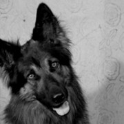 Przygody psa Cywila - galeria zdjęć - filmweb