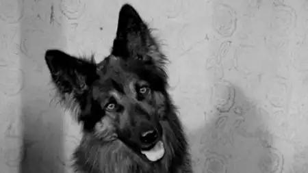 Przygody psa Cywila - galeria zdjęć - filmweb