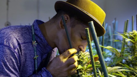 Odcinek 5 Marihuana