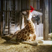 Moja żyrafa - galeria zdjęć - filmweb
