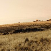 Meek's Cutoff - galeria zdjęć - filmweb