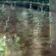 Kotonoha no Niwa - galeria zdjęć - filmweb