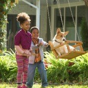 A Dog's Purpose - galeria zdjęć - filmweb