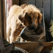 A Dog's Purpose - galeria zdjęć - filmweb