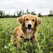 A Dog's Purpose - galeria zdjęć - filmweb