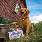 A Dog's Purpose - galeria zdjęć - filmweb
