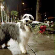 The Shaggy Dog - galeria zdjęć - filmweb