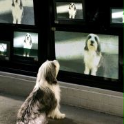 The Shaggy Dog - galeria zdjęć - filmweb