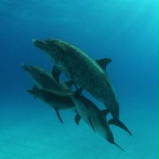 Zatoka delfinów - galeria zdjęć - filmweb