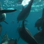 The Cove - galeria zdjęć - filmweb