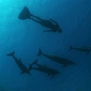 The Cove - galeria zdjęć - filmweb