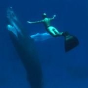 The Cove - galeria zdjęć - filmweb