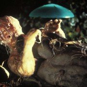Inwazja łowców ciał - galeria zdjęć - filmweb