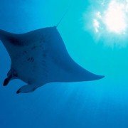 Deep Blue - galeria zdjęć - filmweb