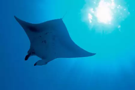 Tajemnice oceanu - galeria zdjęć - filmweb