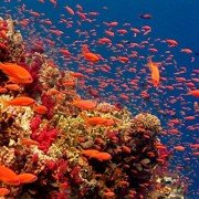 Tajemnice oceanu - galeria zdjęć - filmweb