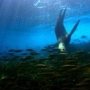 Tajemnice oceanu - galeria zdjęć - filmweb