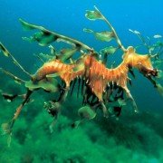 Tajemnice oceanu - galeria zdjęć - filmweb