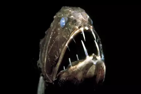 Tajemnice oceanu - galeria zdjęć - filmweb
