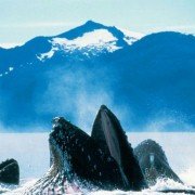 Deep Blue - galeria zdjęć - filmweb